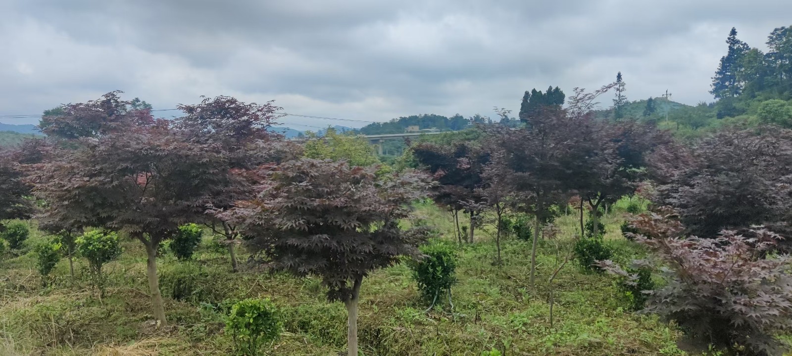 圖片關(guān)鍵詞